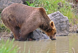 Bear Drinking...