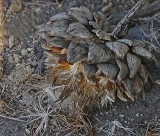 Artichoke gone to seed