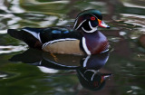 Wood Duck