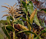 Corn Stalks