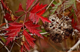 Red Leaves