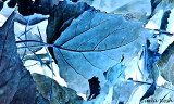 Blue Leaf