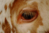 The Eye