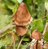 Little Mushrooms