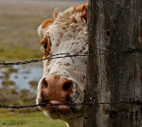 Peeking at you.....