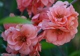 Quince in full bloom
