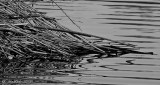 Reflections and Ripples