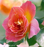 Pink and Orange Rose