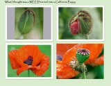 Weed or Flower?