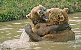 Bear Hugs!