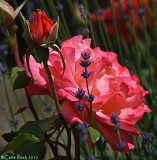 Spring Colors