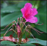 Spider Flower