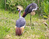 Colorful birds