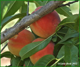 Ready for picking....