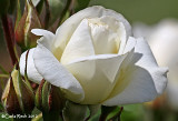 White Rose