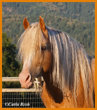 Morgan Stallion