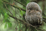 Tawny Owl 8