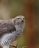 Goshawk 4