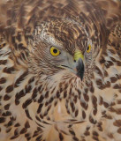 Goshawk 9