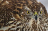 Goshawk 11