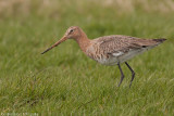 Grutto in de polder