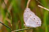 Grey Pansy