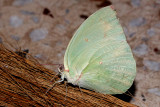 Mottled Emigrant