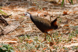 White Breasted Water Hen