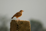 Pipit
