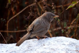 Jungle Babbler