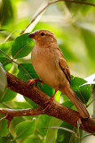 A House Sparrow