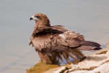 Brown Kite