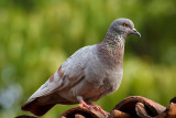 Pigeon