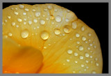 Drops of water on  Rose