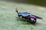 A Blue Fly