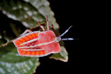 A Tessaratomid Bug