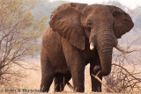 Elephant at Mosi-oa-Tuniya, Livingstone