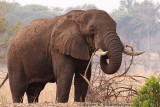 Elephant at Mosi-oa-Tuniya, Livingstone