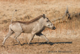 Warthog at South Luangwa