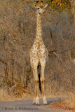Giraffe at Livingstone