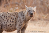 Hyena at South Luangwa, Zambia