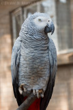 African Grey Parrot