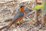 White-browed Robin Chat