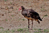 Spur Winged Goose