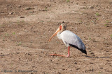 Yellow Billed Stork