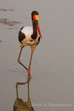 Saddle Billed Stork