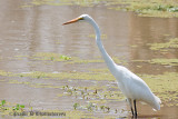 Great White Egret