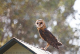 Barn Owl at Nsobe Bush Camp, Zambia