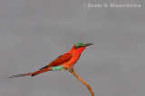 Southern Carmine Bee eater