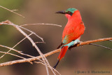 Southern Carmine Bee eater